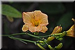 DSC_0068.JPG