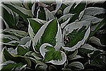 DSC_0070.JPG