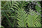 DSC_0077.JPG