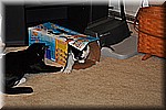 dsc_0133.JPG